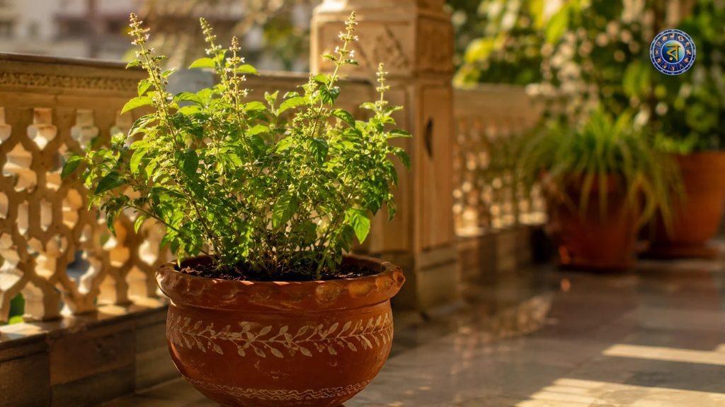 ঘরে সৌভাগ্য আনে তুলসী গাছ
